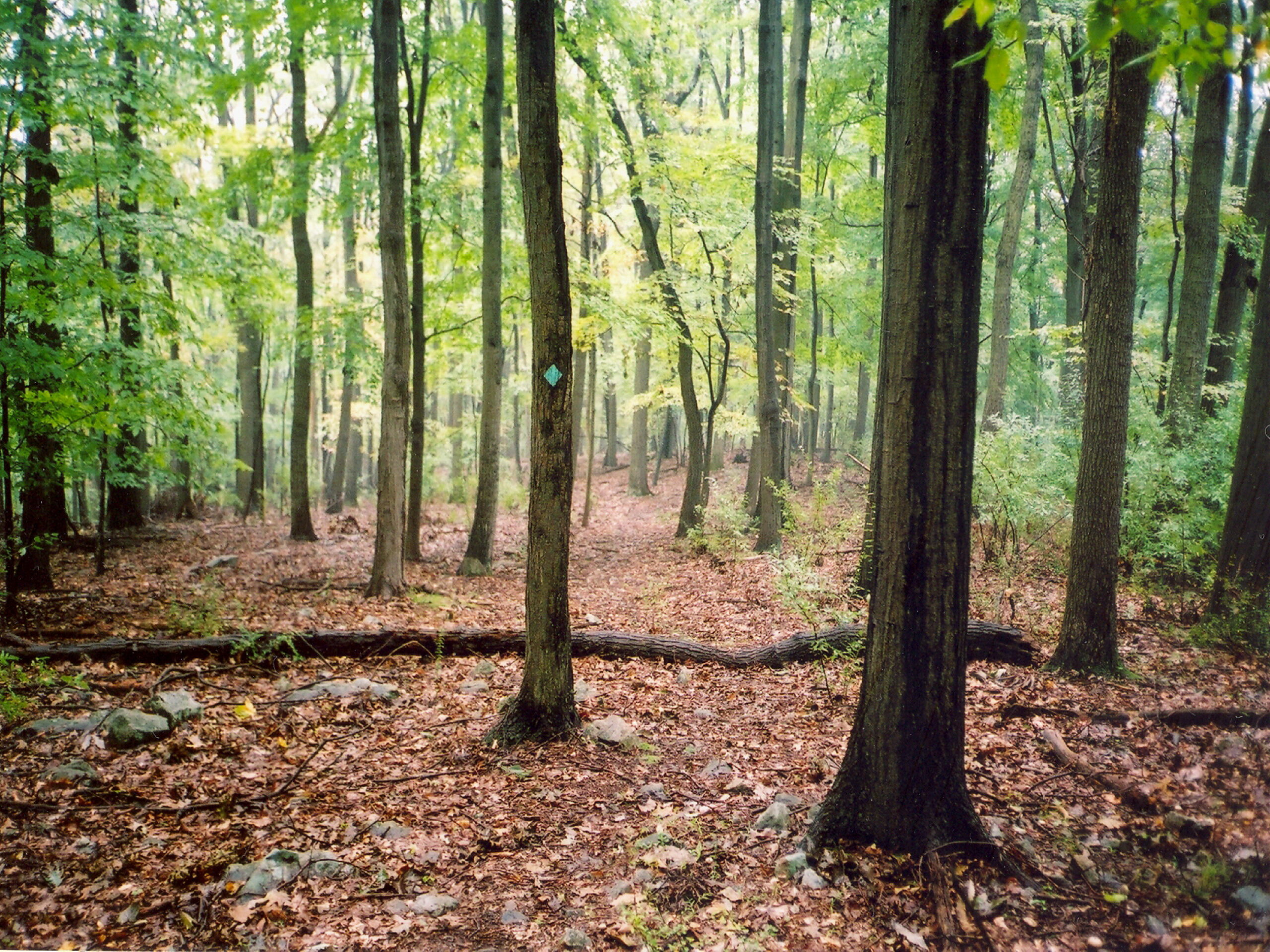 Union Furnace woods