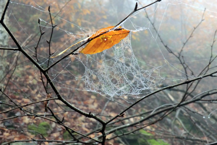 Along the Escarpment Trail in the fall. 2012 [JAKOB FRANKE]
