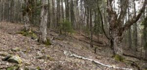 Woods on the foot of Sicklers Mountain. 2010 [JAKOB FRANKE]