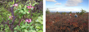 Rhodora (wild azelea). 2007 [ELIZABETH AIVARS] Wurtsboro Ridge looking north toward the Catskills. 2009 [JAKOB FRANKE]