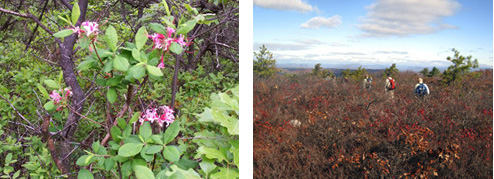 Rhodora (wild azelea). 2007 [ELIZABETH AIVARS] Wurtsboro Ridge looking north toward the Catskills. 2009 [JAKOB FRANKE]