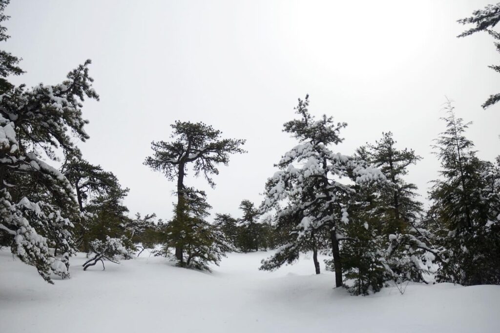 Pitch Pines in Winter, Minnewaska SP NY - Photo by Krysti Sabins