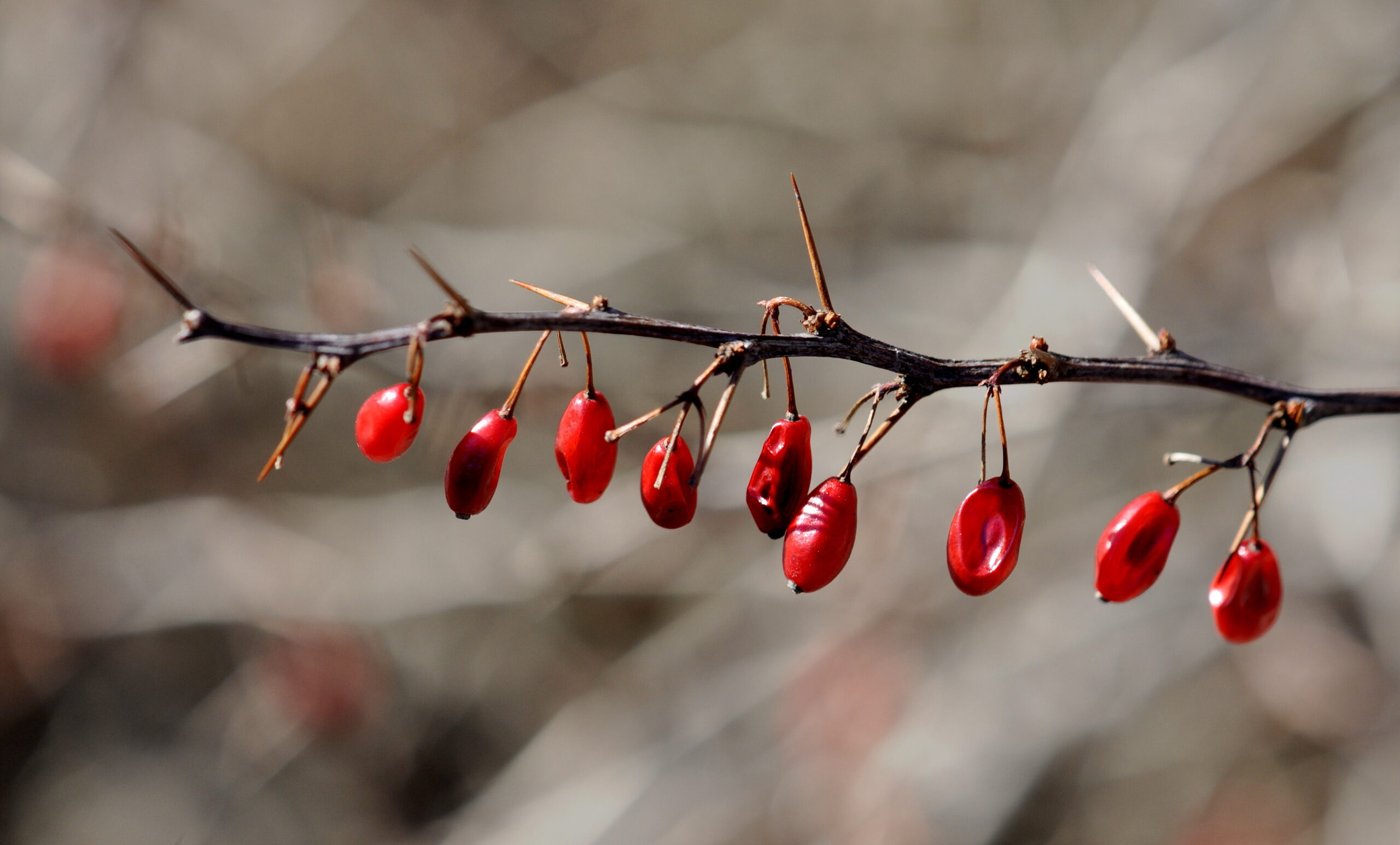Help Stop the Spread of Invasive Species This Season and Beyond