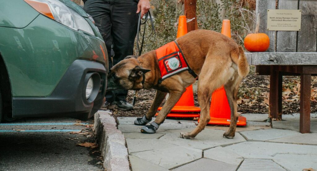 Conservation dogs spotted lanternfly car search. Photo by Arden Blumenthal