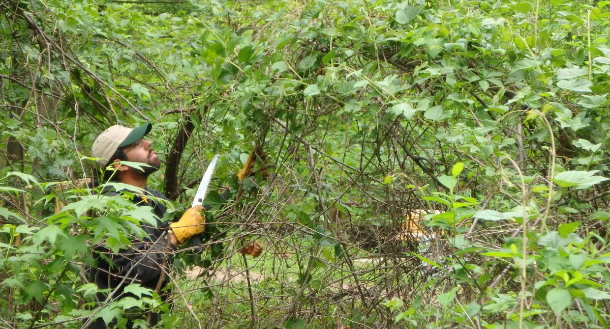 Zeroing in on Invasives: How the Invasives Strike Force Targets Specific Projects