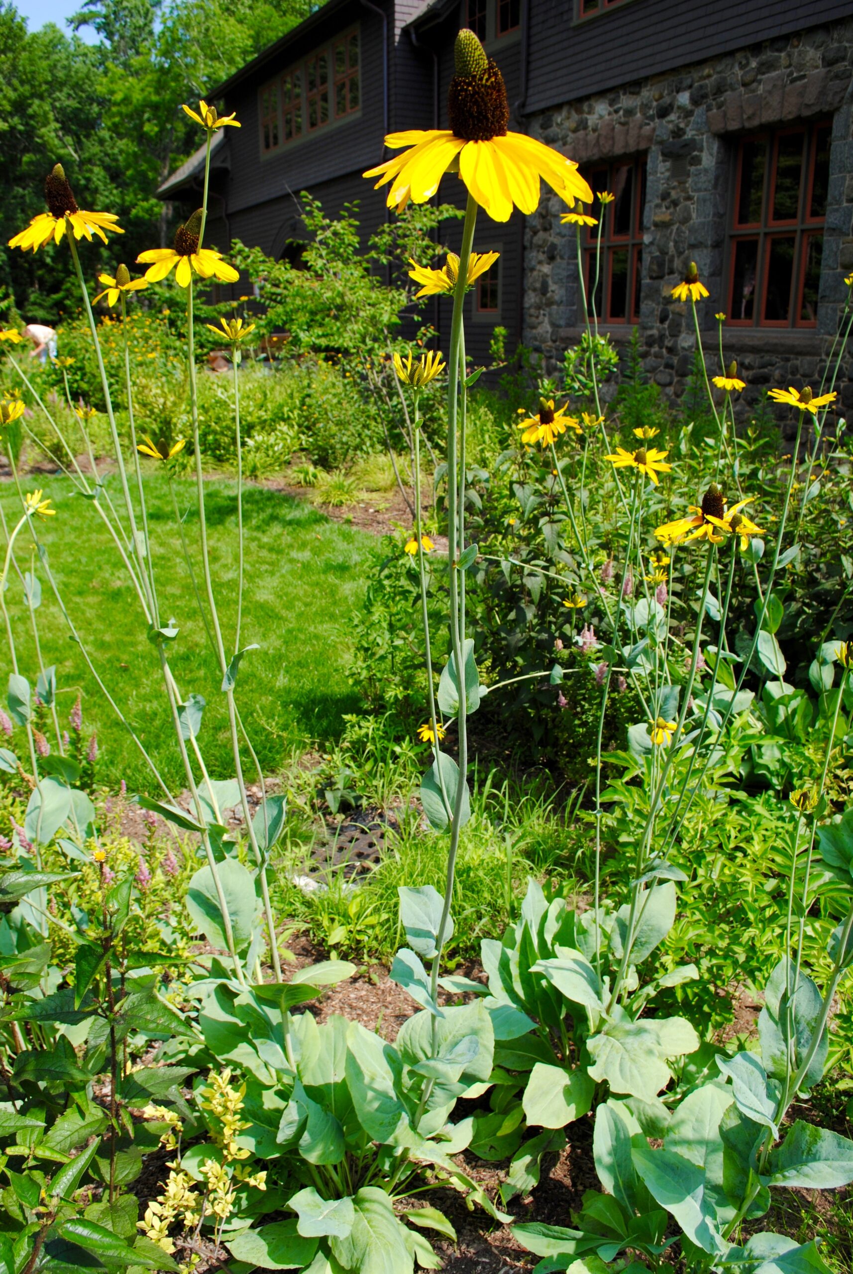 Large coneflower (Rudbeckia maxima) in the Trail Conference Headquarters native plant landscape.