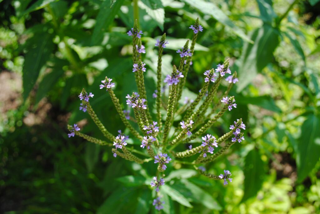 Blue Vervain (Verbena hastata) in the Trail Conference Headquarters native landscape. Photo by Heather Darley. Blue Vervain (Verbena hastata) in the Trail Conference Headquarters native landscape. Photo by Heather Darley.