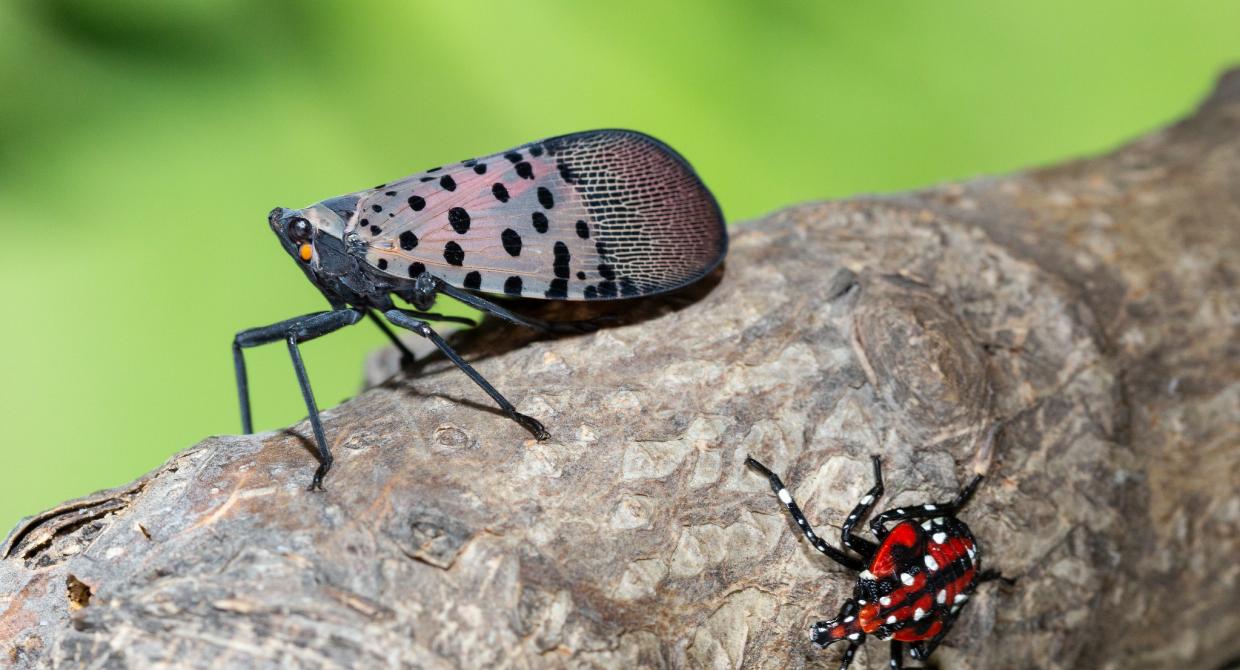 Spotted Lanternfly: Our Response + How You Can Help Fight This Invasive Threat
