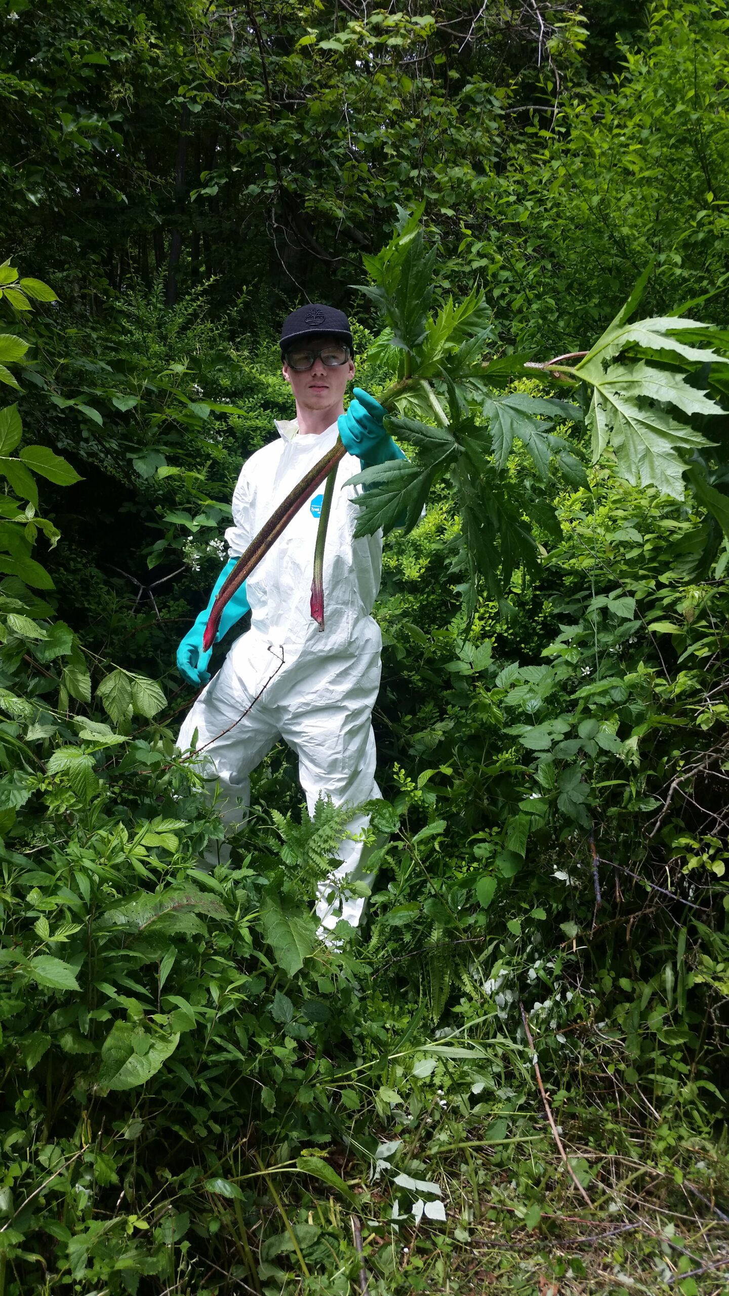 ISF Crew Leader Spencer Barrett removes Giant Hogweed. Photo by Matt Simonelli. ISF Crew Leader Spencer Barrett removes Giant Hogweed. Photo by Matt Simonelli.