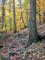 Stillman/Highlands Trail on the way up Storm King. Photo by Daniel Chazin.