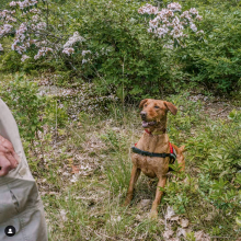 Conservation Dog Dia Sitting. Photo by Arden Blumenthal