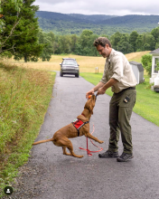 Conservation Dog Dia Playing. Photo by Arden Blumenthal