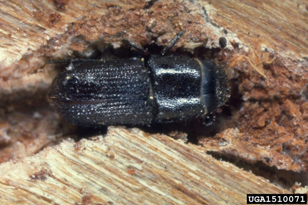 Invasives-Southern-Pine-Beetle Invasives-Southern-Pine-Beetle