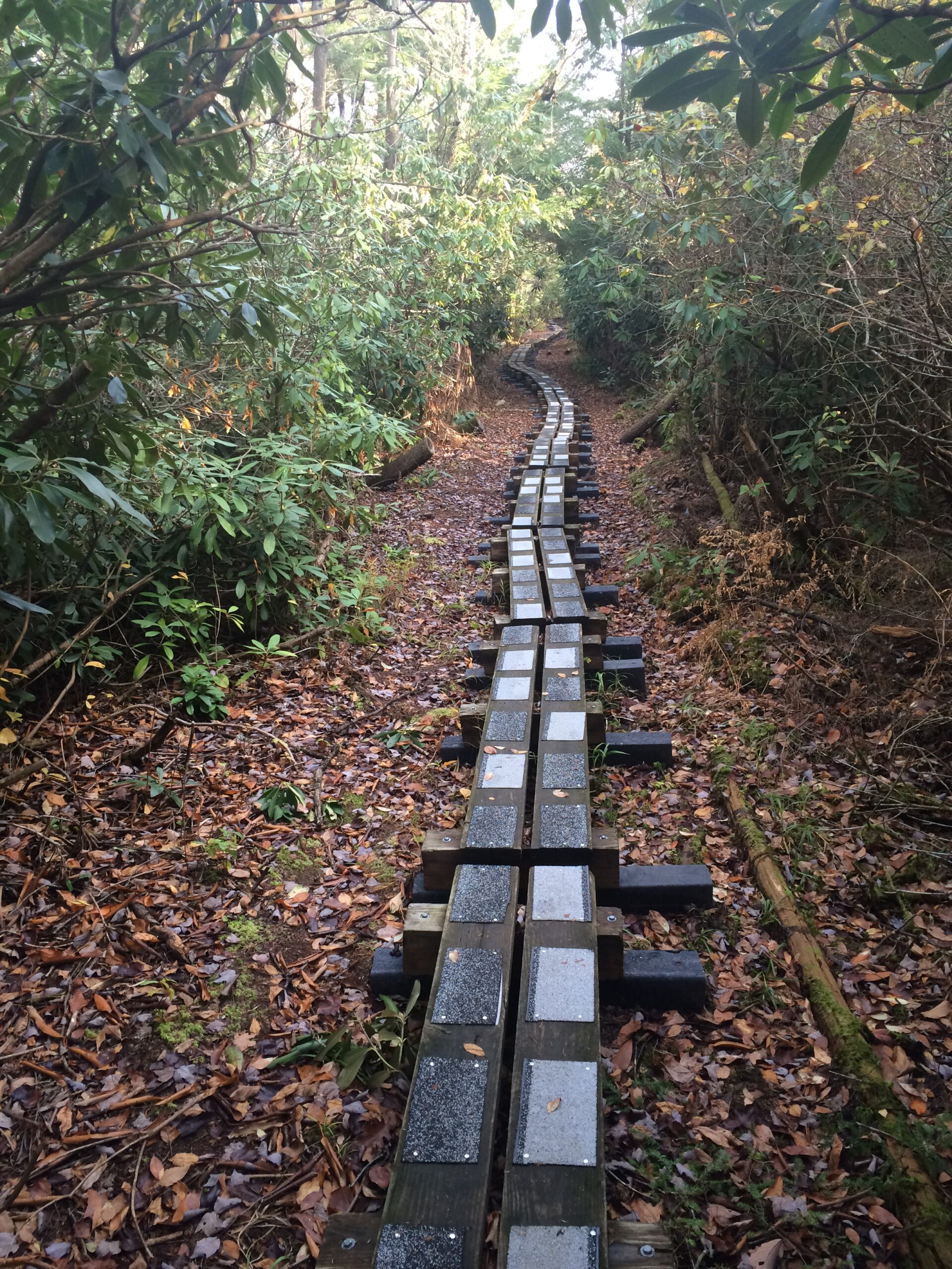 Cedar Swamp boardwalk in Wawayanda State