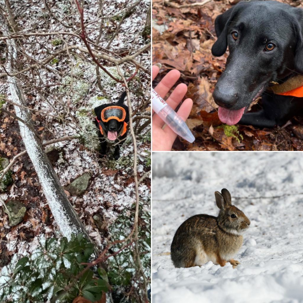 The Conservation Dogs Program surveys for the New England Cottontail