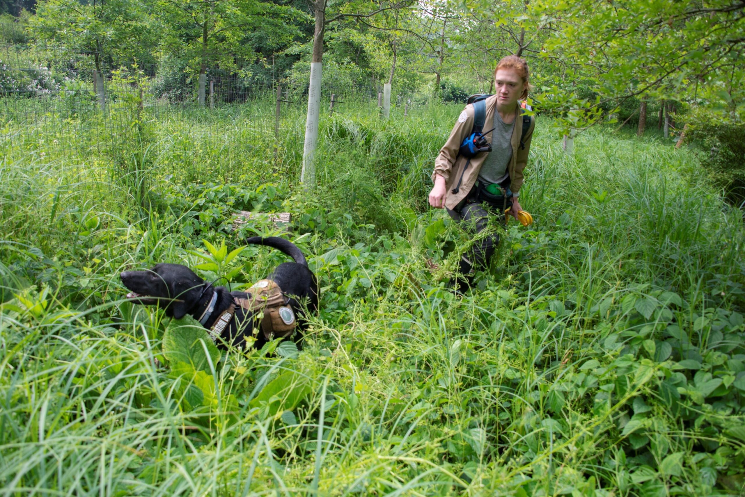 The Conservation Dogs Program surveys in the field