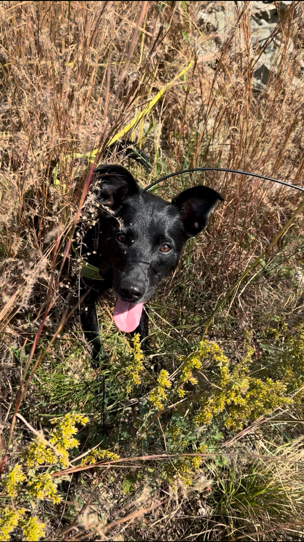 A black dog is pictured alerting to the invasive plant scotch broom