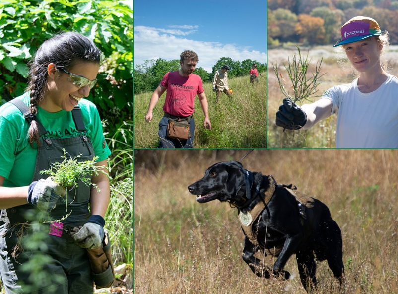 About the Conservation Dogs Program - New York-New Jersey Trail Conference