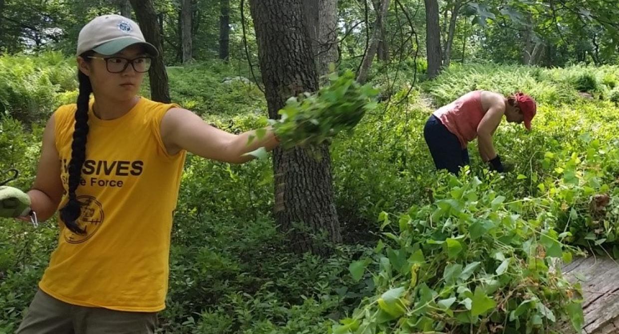 Trail Conference Leads Regional Invasives Work in New York