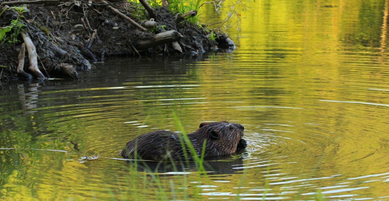 Sunrise at the beaver lodge on Silvermine Lake, Harriman State Park - Photo Amy Comerford