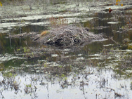 Beaver Lodge. Photo by Daniel Chazin.