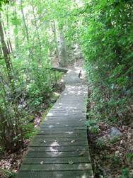 Cranberry Lake Preserve loop boardwalk. Photo by Daniel Chazin