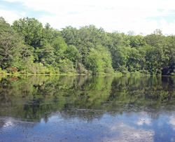 Cranberry Lake along the Cranberry Lake Preserve loop. Photo by Daniel Chazin