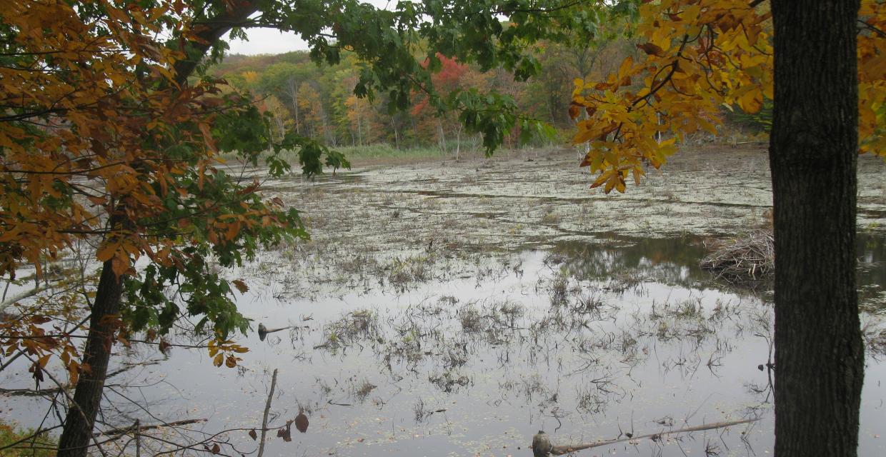 Wetland along the Doris Duke Trail - Photo by Daniel Chazin