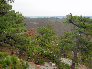 Pitch pines at the junction of Ernest Walter and Bearfort Ridge Trails . Photo by Dan Chazin.