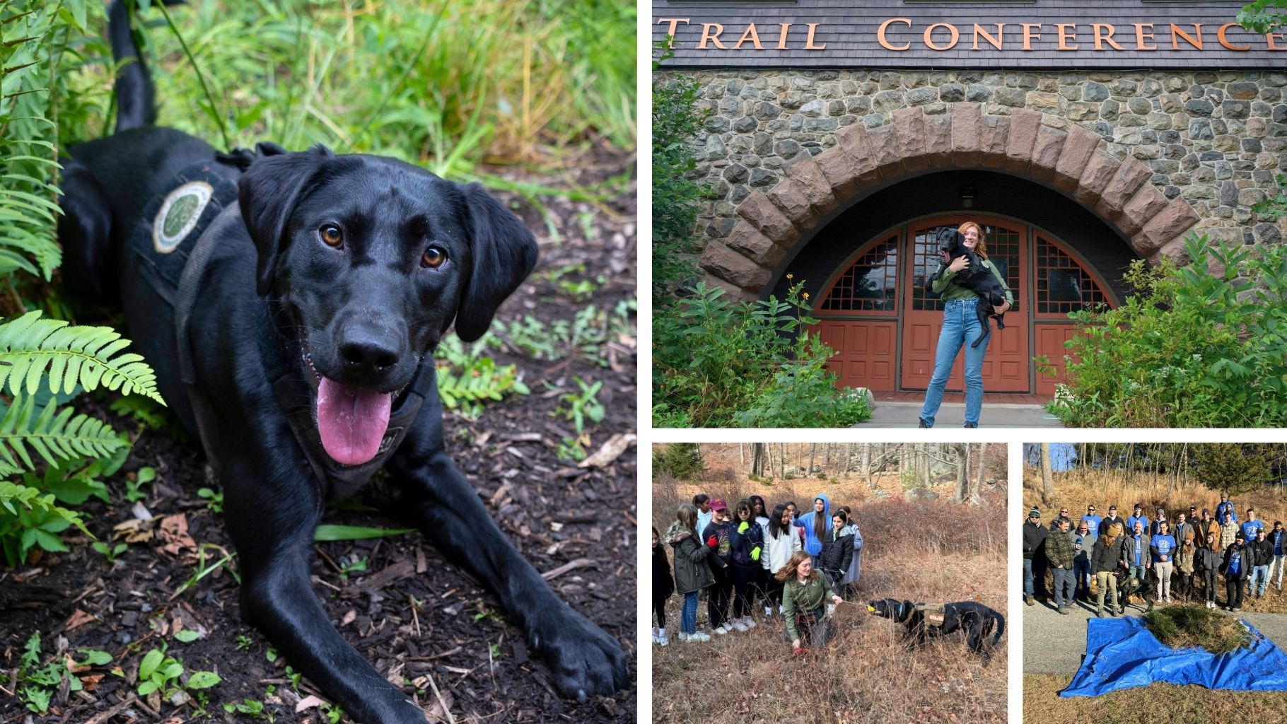 Trail Conference Awarded Generous Grant to Combat Invasive Species in the Hudson Valley 
