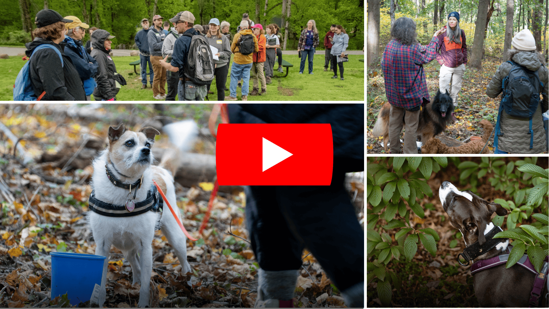 AWOOOO: Watch Our New Volunteer Dog Surveyor Program Video!