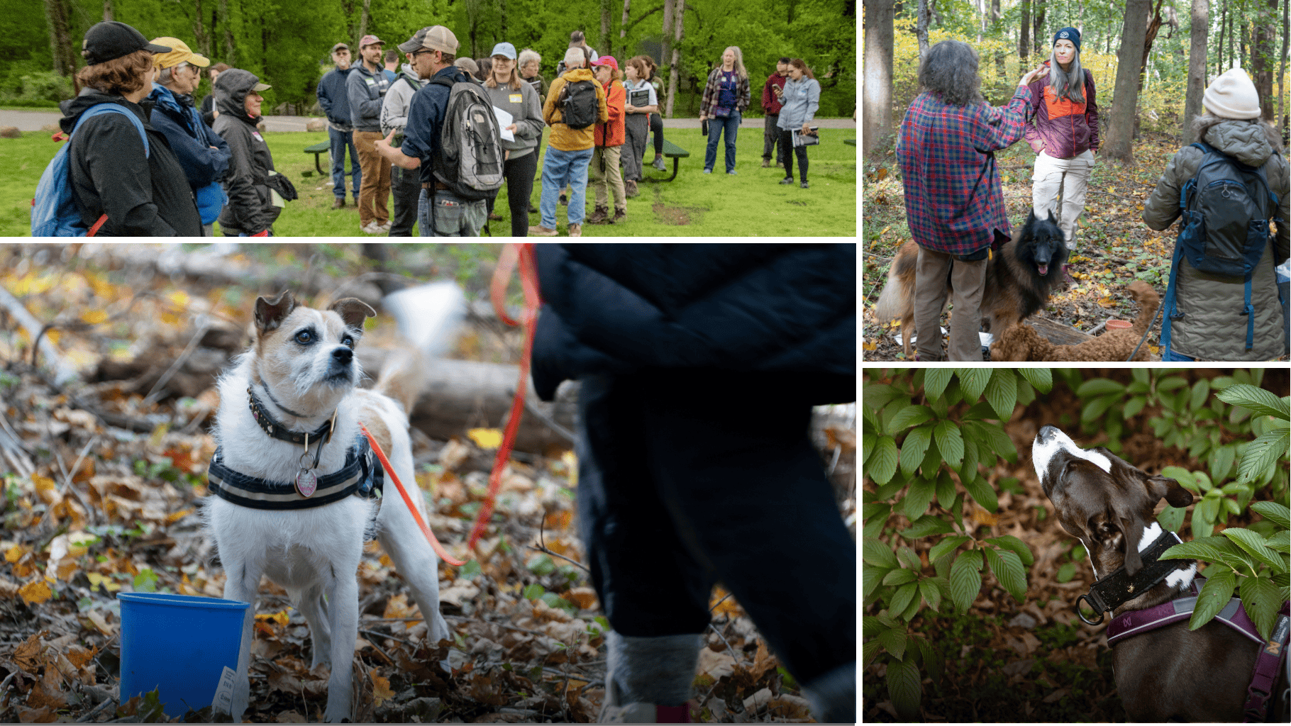 Volunteer Dog Surveyor Program video