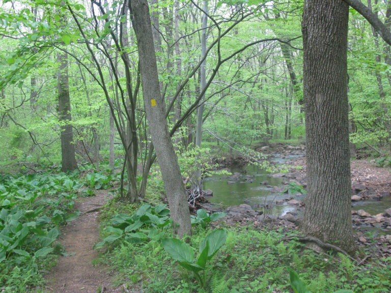 Along the Jackson Brook Trail in Hedden County Park Along the Jackson Brook Trail in Hedden County Park
